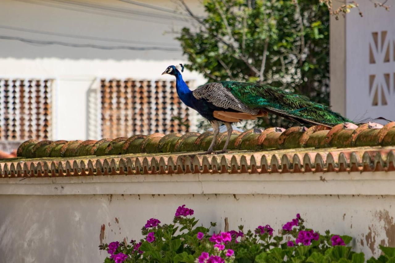 フォス・ド・アレーリョ Quinta Da Fozヴィラ エクステリア 写真